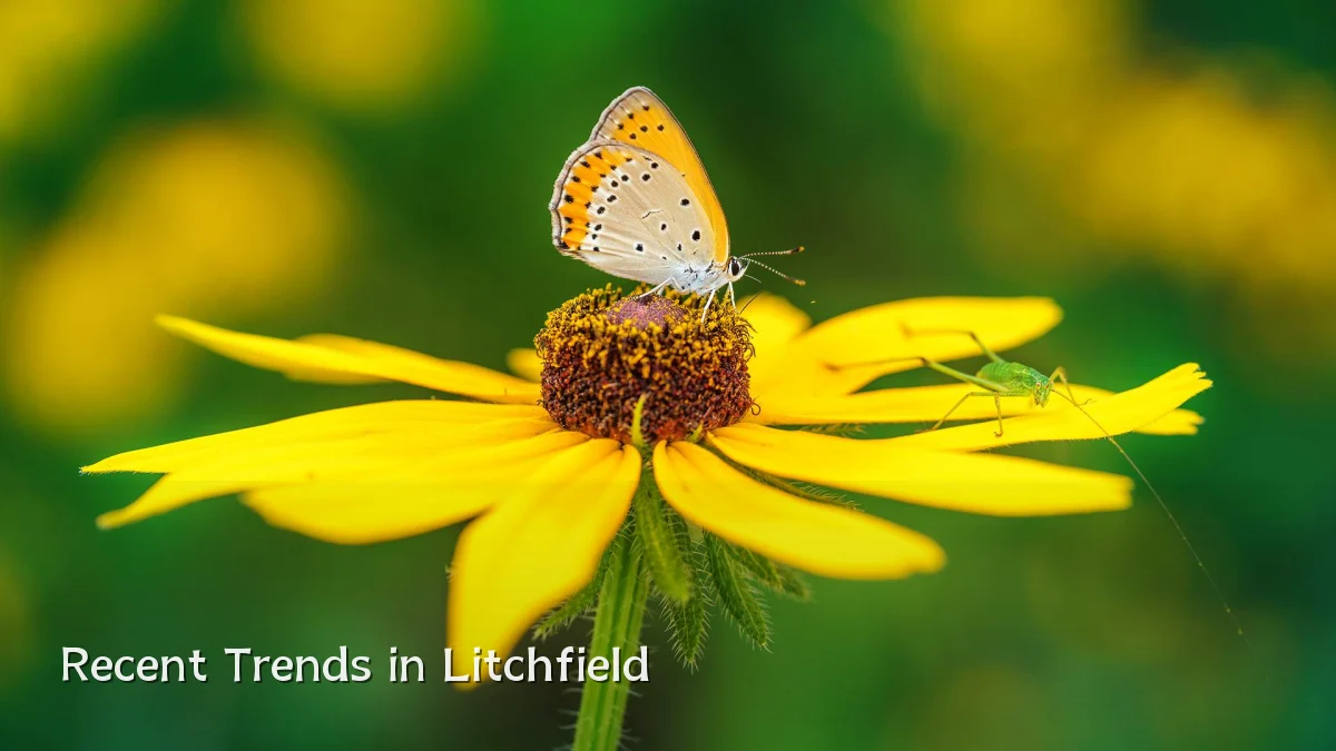Recent Trends in Litchfield