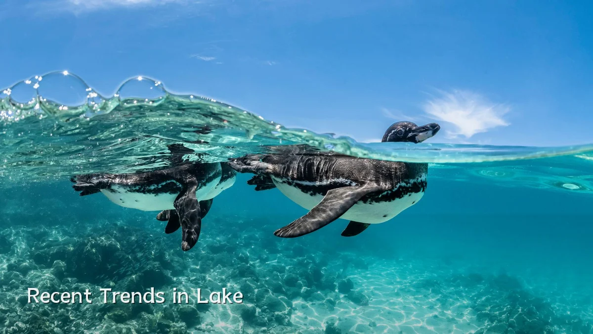 Recent Trends in Lake